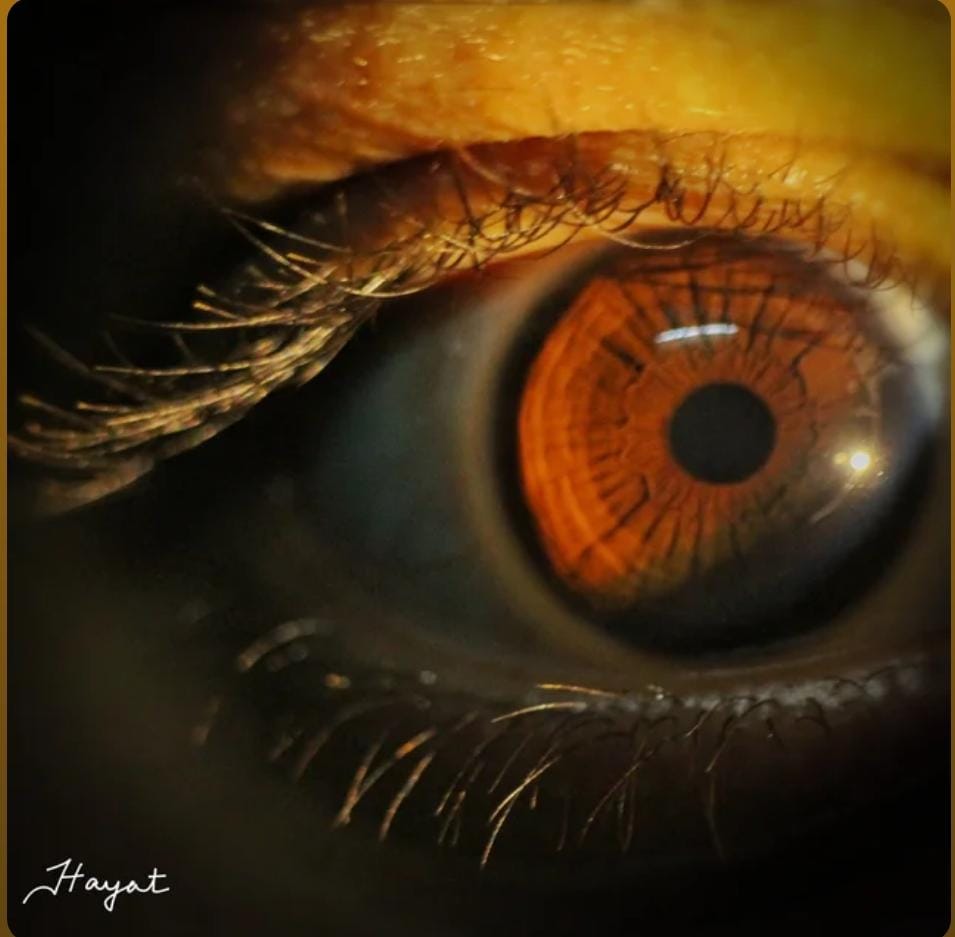 Hayat